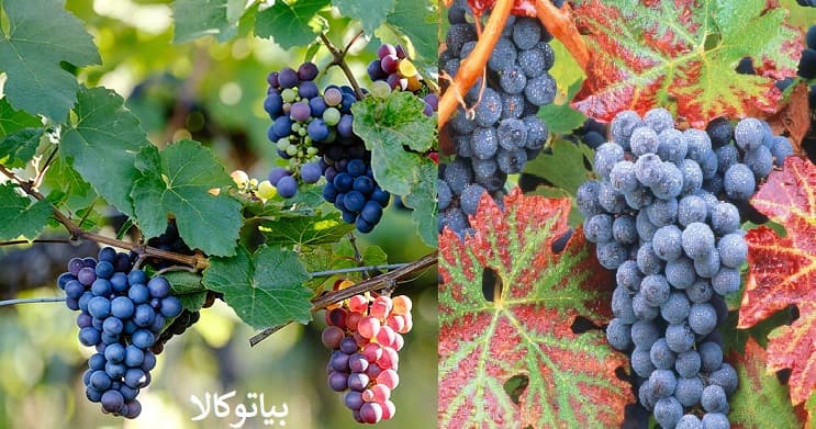 کاشت انواع رقم انگور در سنندج